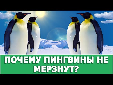 ПОЧЕМУ ПИНГВИНАМ НЕ СТРАШНЫ МОРОЗЫ?