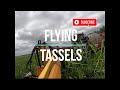 Flying Tassels!  Cutting and Pulling Corn Tassels!