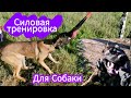 Силовая Тренировка Для Собаки|Как Накачать Мышцы Собаке? Малинуа