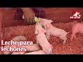 Preparación de leche y amamantamiento de lechones | Granja San Lucas