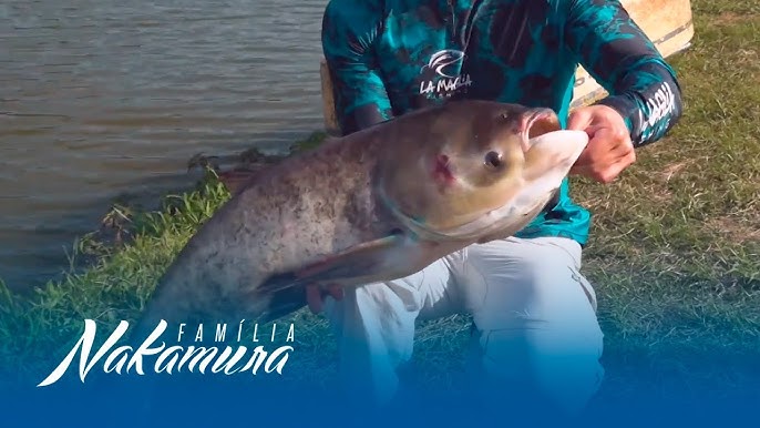 Emocionante pesca de Traíras com Família Nakamura 