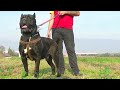 CANECORSO  DAYI İLE TÜRKİYE ŞAMPİYONU KANGAL GABAR IN MEKANINA GİRDİK