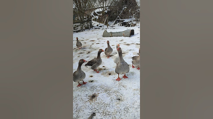 Доброе утро из деревни 🏠 Домашние хлопоты по хозяйству. Куры 🐔 гуси 🪿