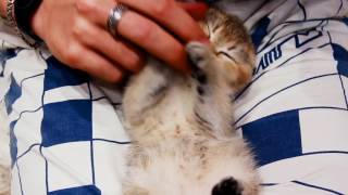 Как заставить кота спать Как заставить кота спать