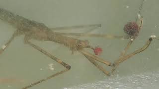 Ranatra Water Scorpion Eating Aquatic Mites