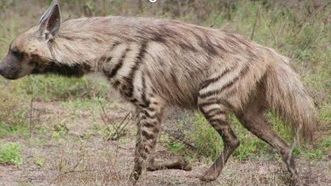 Spotted hyena // પટ્ટાવાળુ ઝરખ // gujarat forest//kamlesh pindariya