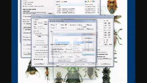 Save specimen images in bulk using IrfanView software.
