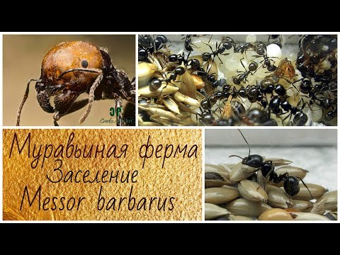 Муравьиная ферма. Заселение. Messor barbarus