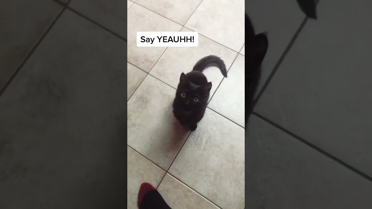 Short Shortvideo Shorts Shortsvideo Does Anyone Else S Cat Scream Bloody Murder 
