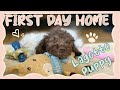 Lagotto romangolo puppy first day home cute reaction