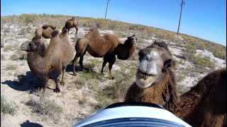 видео: Как я один на Памирский тракт поехал. Мотопутешествие. Казахстан - часть 9 картинка: Как я один на Памирский тракт поехал. Мотопутешествие. Казахстан - часть 9