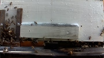 How to spot and stop robbing/robber bees