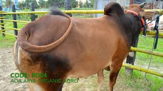 2019 Qurbani Goru | CODE: RD04 | AOA ARYA ORGANIC AGRO | Dhaka Bangladesh (June Update)