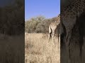 what happens in the Kruger