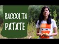 Raccolta patate: come e quando