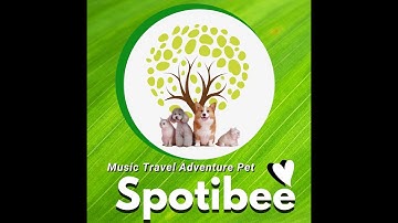 SPOTIBEE  I N T R O Channel Vlog: Music, Travel, Adventure and Pets