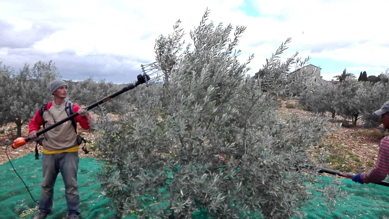 La rÃ©colte des olives au Domaine de la Magnanerie, en ArdÃ¨che - YouTube