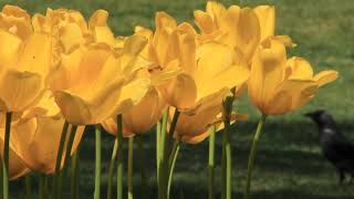 ♦  Yellow  Tulips  ♦ Mga Dilaw na Tulip ♦