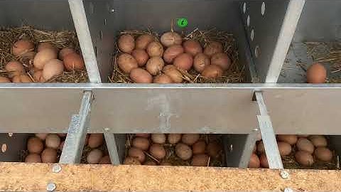 Broken & Dirty eggs in your nest box? How to end it with a HenGear Rollout Nest Box!