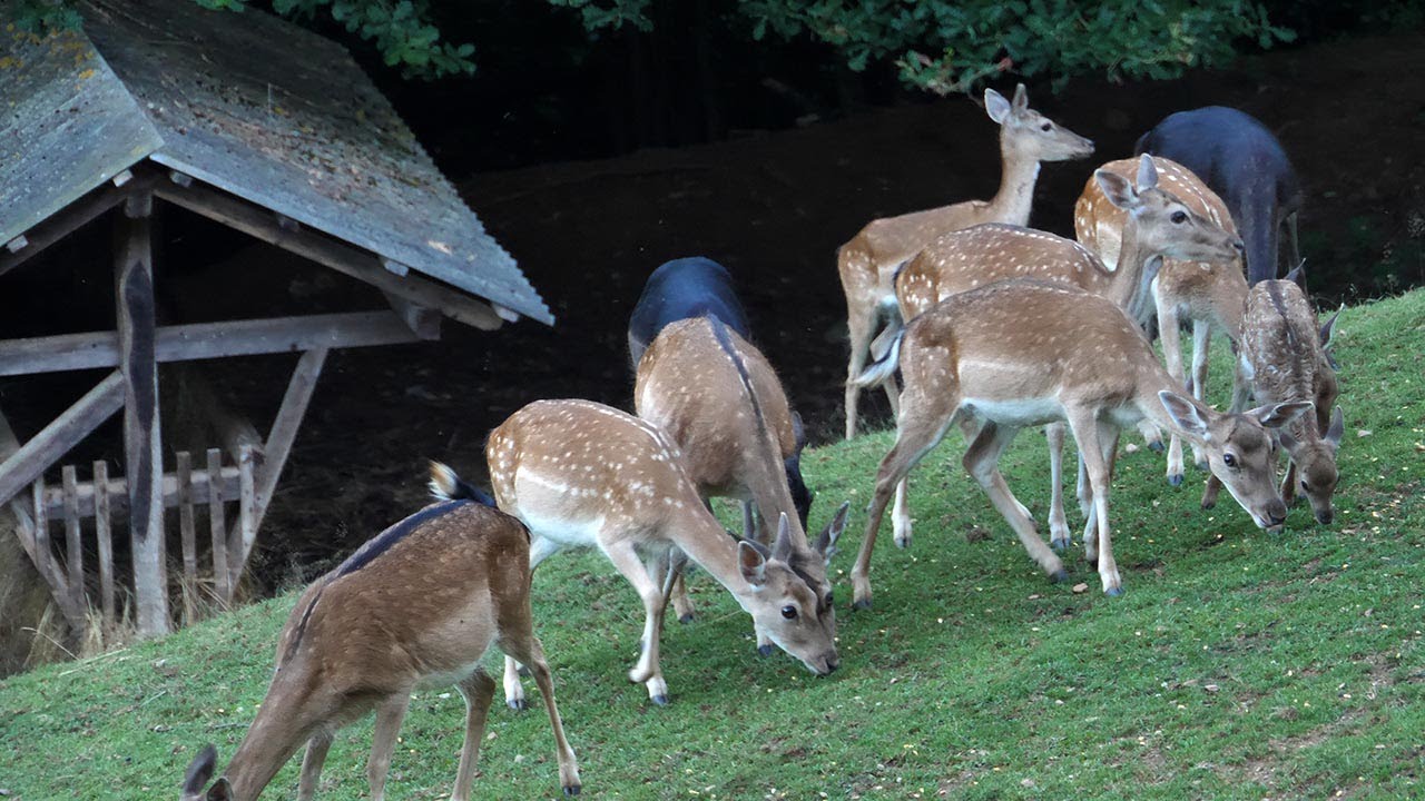 Jeleni lopatari mali obiteljski biznis