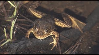 Mountain Yellow-Legged Frogs - Yosemite Nature Notes - Episode 32