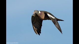 Motorlu Tahtalı mühresi