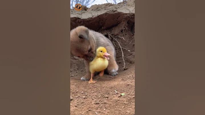 Video 6074721: cutest cats compilation, pet cute dog, funny cat