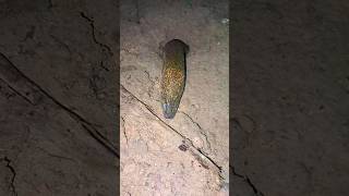 Download Lagu ngerii belut siluman nonggol kepalanya #ngerii #vidioshorts #belut #berandayoutube MP3