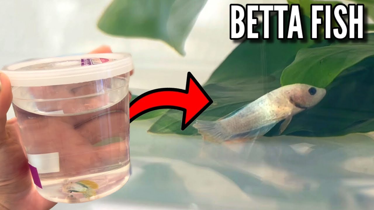 BETTA FISH RESCUED From PET STORE (UPDATE) YouTube