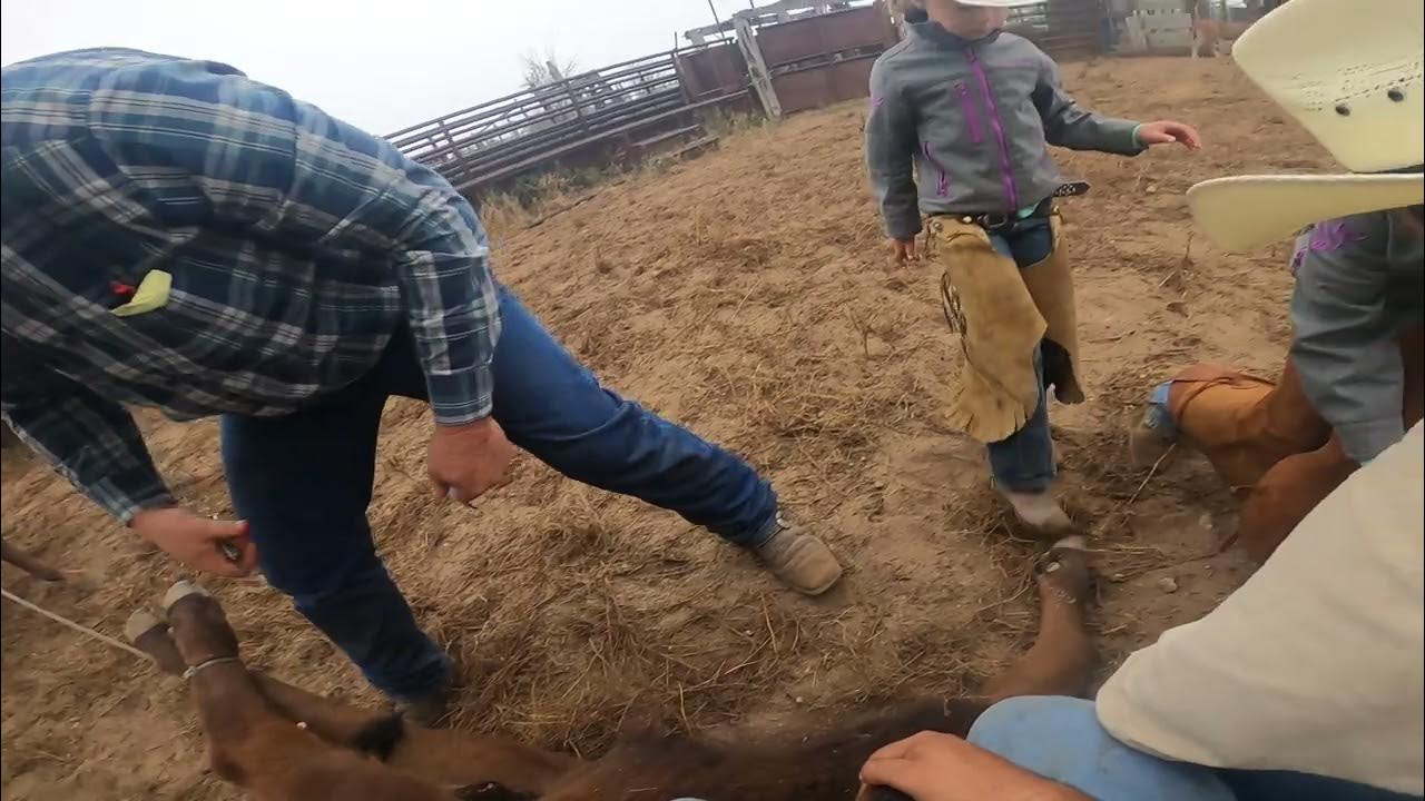 Working and Branding Calves Chaparrosa Ranch April 2021 Part 1 YouTube