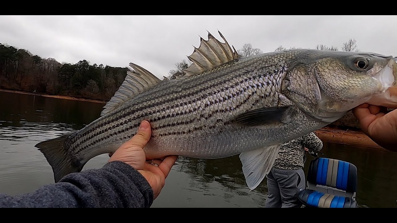 December Bass Fishing Compilation Surprise Catch