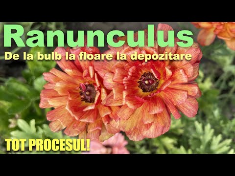 Video: Cum arată un bulb sănătos – Verificarea bulbilor înainte de a-i planta