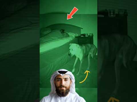 هذا الكلب رأى شيئ ا مخيف ا رحم الله صاحبه سراويل كلب رعب