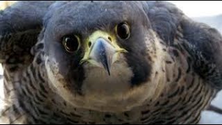 Top 10 Facts About Falcons