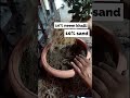 Ixora Plant root-bound😨# shorts#homegardening