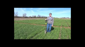 Plant Dissection for Freeze Damage  - Carrie Knott, Extension Grain Specialist