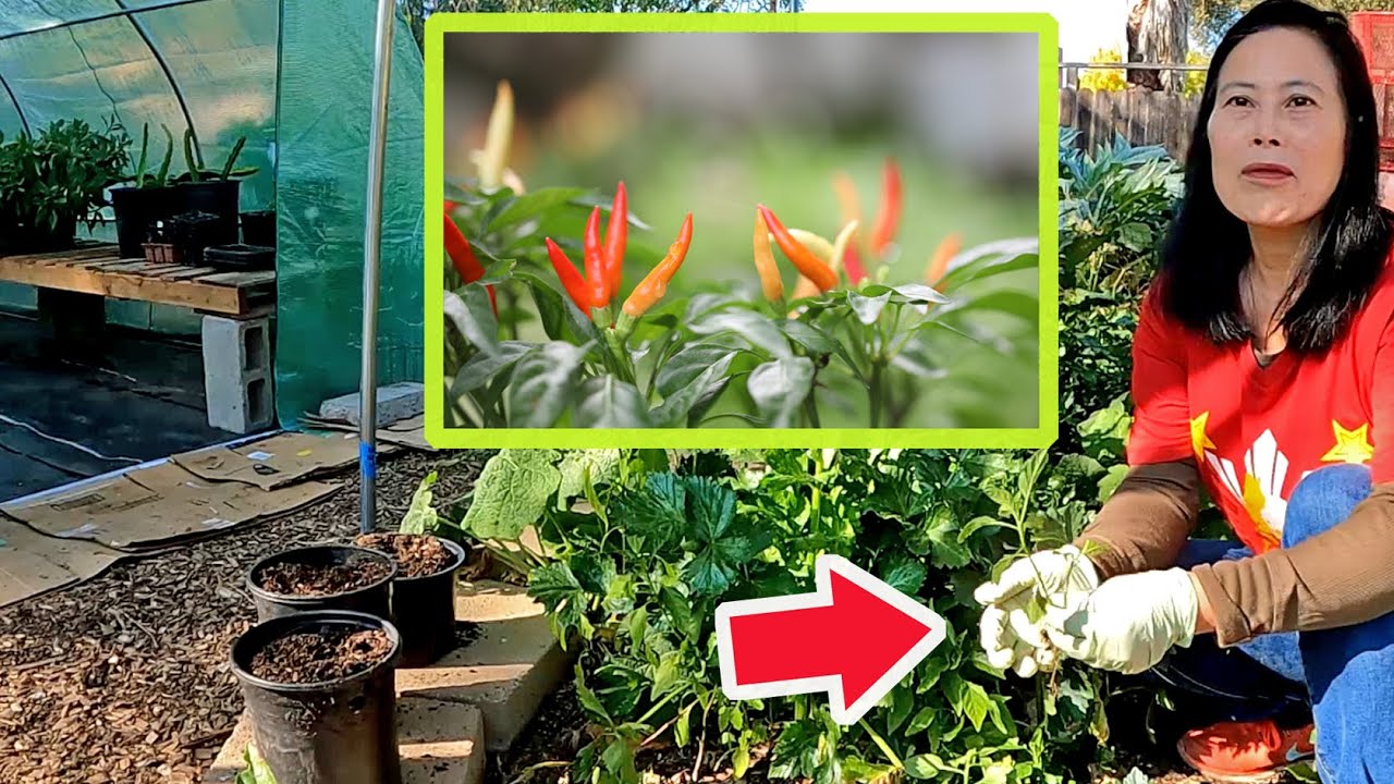 A Unique Hot Pepper Variety With Edible Leaves Every Gardener Should