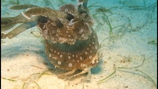 Crab Kidnaps A Jellyfish