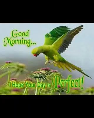 Latest good morning wishes msg video & WhatsApp  sms