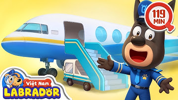 🛫Quy tắc an toàn khi ta ngồi máy bay💺Labrador bảo vệ chuyến bay 👮 Cảnh sát trưởng Labrador Vietnam 🚔