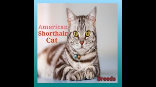 American Shorthair Cat | american shorthair personality | american shorthair kitten