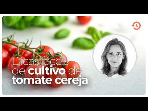 Vídeo: Você deve girar as plantas de tomate?