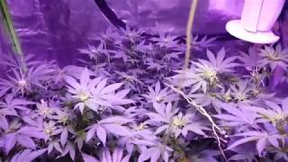 DEFOLIATION GUIDE - INDOOR CANNABIS GROW