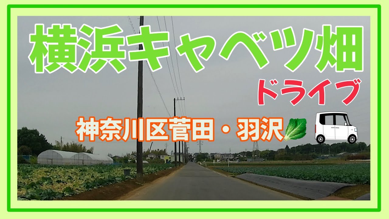 横浜キャベツ畑ドライブ　神奈川区菅田・羽沢🥬