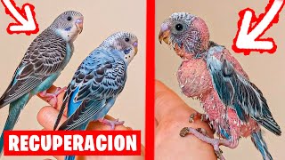 INCREIBLE RECUPERACION DE UNOS PERIQUITOS CON PICAJE