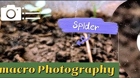 Finally Captured A small Spider web 🕸️ 😍 #india #nature#landscape #naturephotography#spider#viral