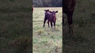 shorthorn plus British white cattle  IMG 1845