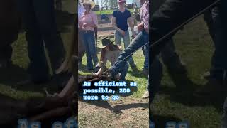 Vaxx tag brand next!! #youtubeshorts  #fatherdaughter #cow #viralvideos #horse #reels #cows #ranch