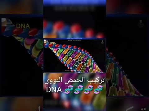 تركيب الحمض النووي 