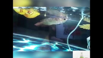 Chữa cá rồng nấm dầy, viêm vảy bằng vi sinh MRBIO Gốc và C aquarium